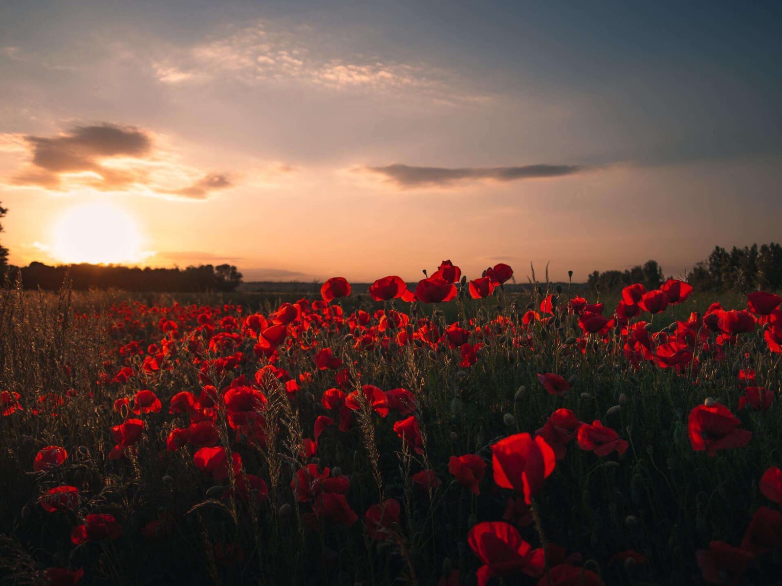 A field of red poppies at sunset, the low sun behind a line of trees